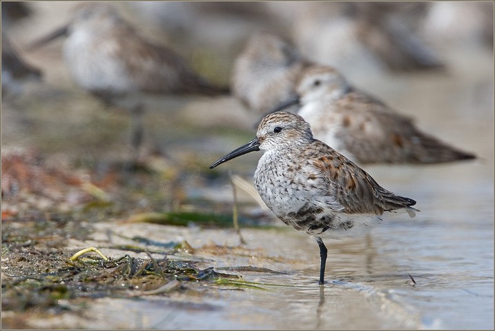 Alpenstrandlufer Calidris alpina Dunlin